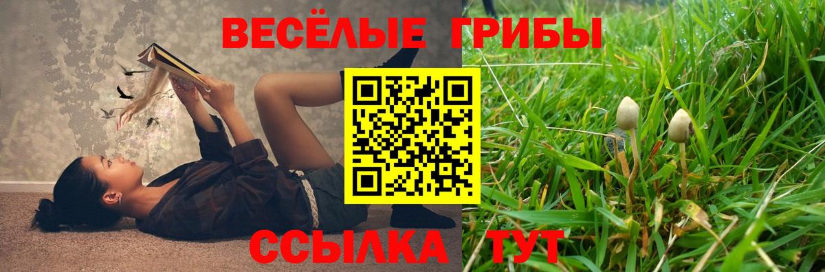 Псилоцибиновые грибы Psilocybine cubensis Кунгур